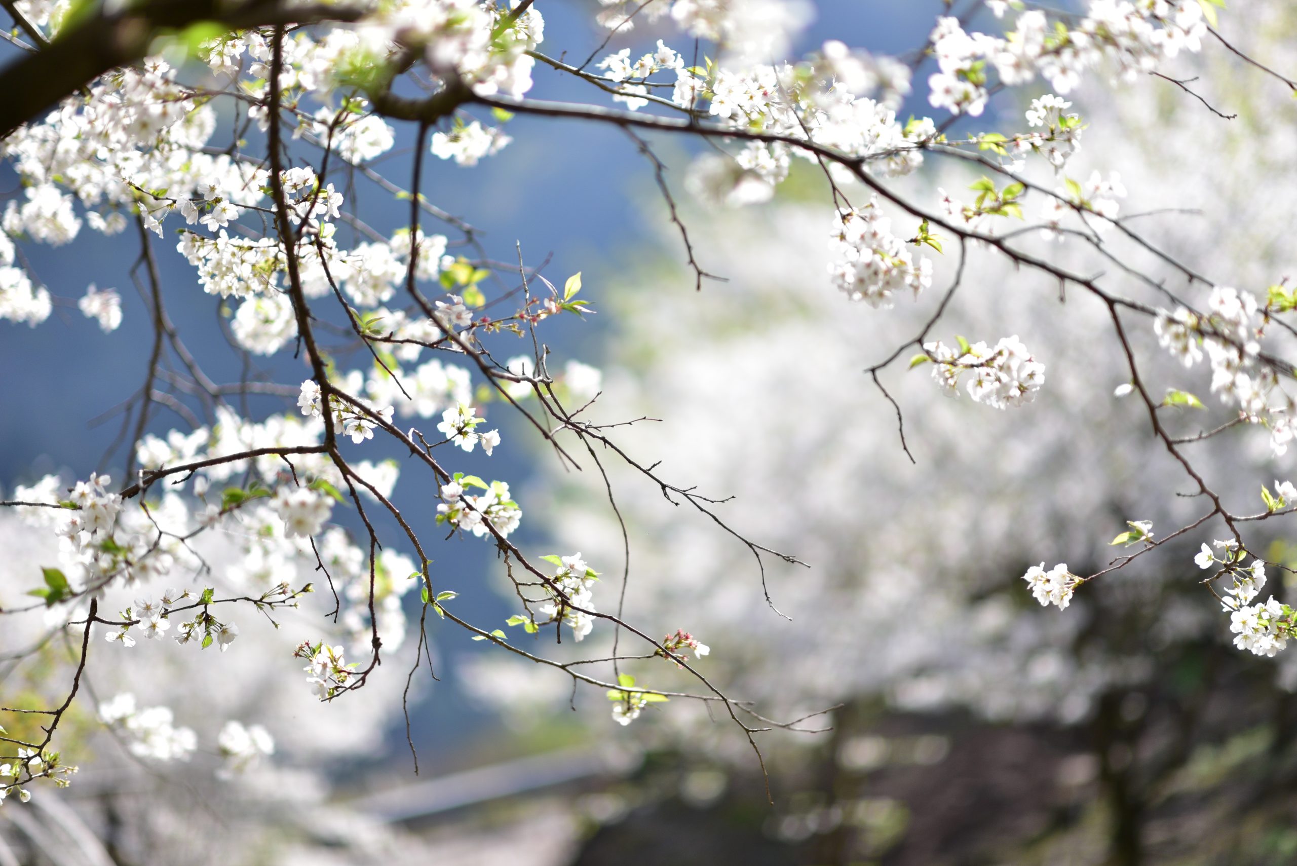 樱花如霰